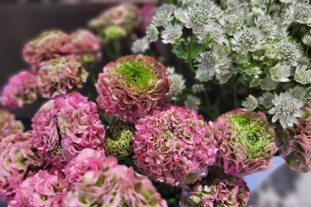 fleuriste melrand l'aura des fleurs renoncule